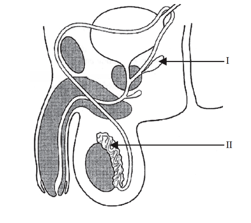 31 Male Reproductive System Quiz Label Label Design Ideas 2020 